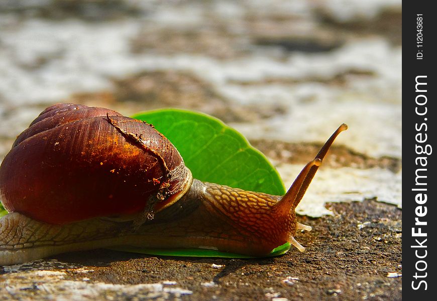 Snails And Slugs, Molluscs, Snail, Slug