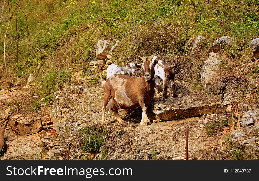 Goats, Fauna, Goat, Nature Reserve