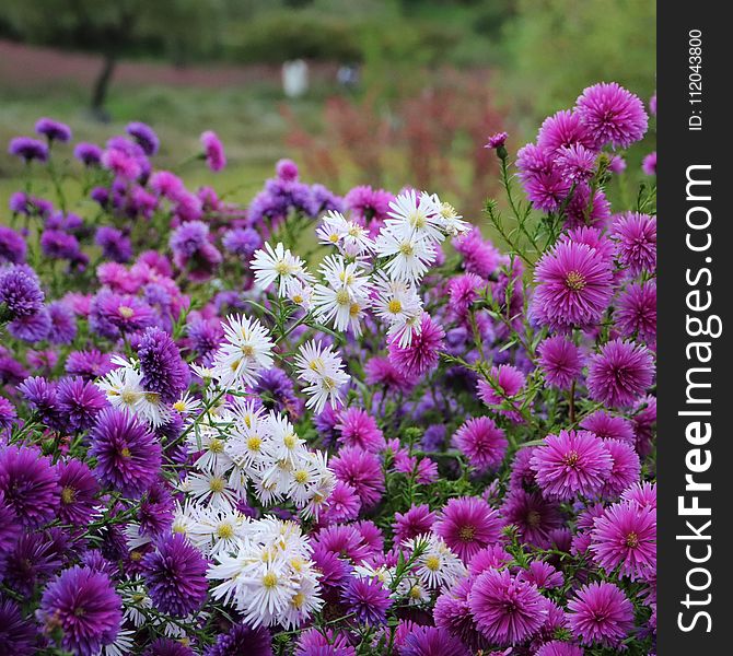 Flower, Plant, Aster, Flowering Plant