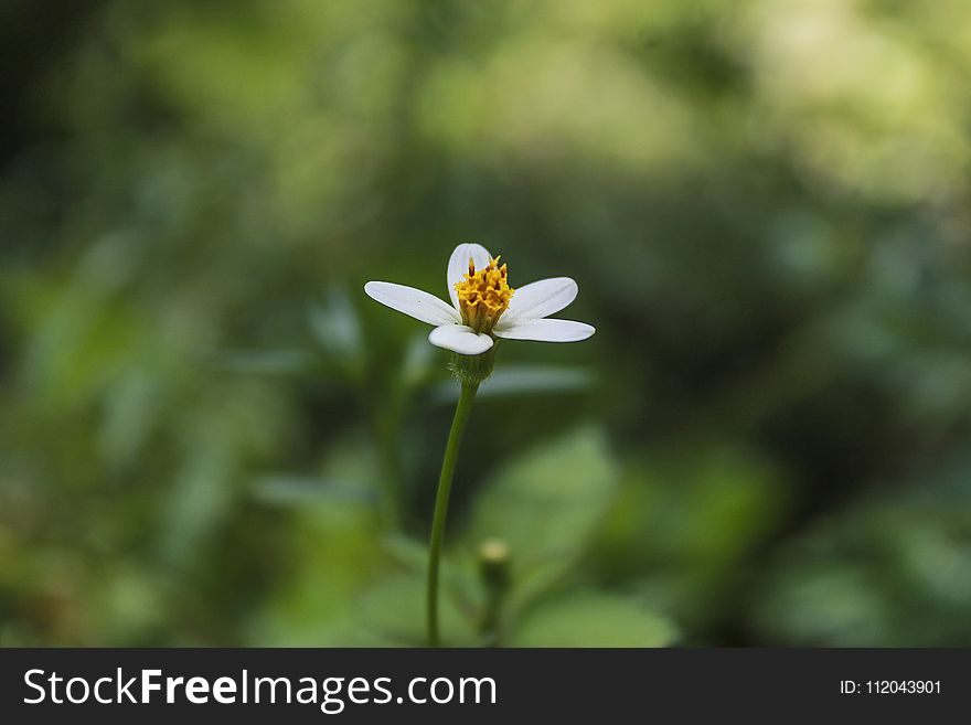 Flower, Flora, Macro Photography, Spring