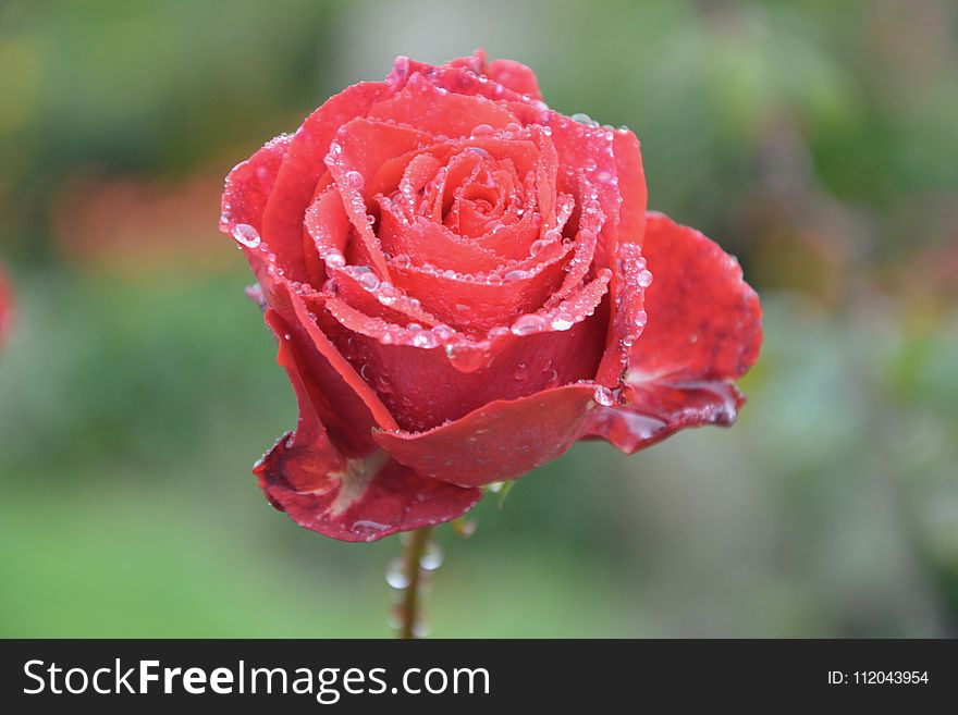 Rose, Red, Rose Family, Garden Roses