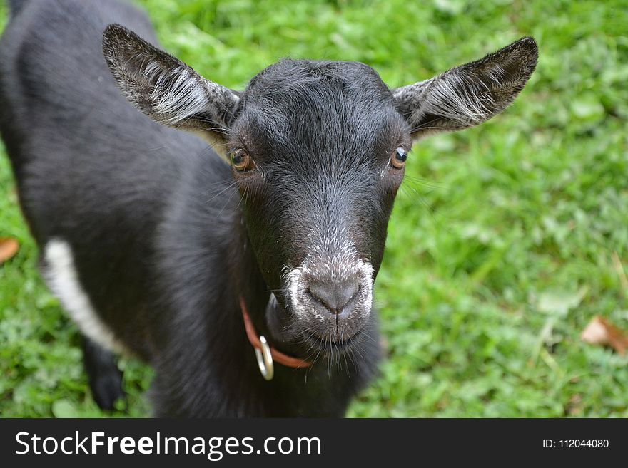 Goats, Goat, Grass, Cow Goat Family
