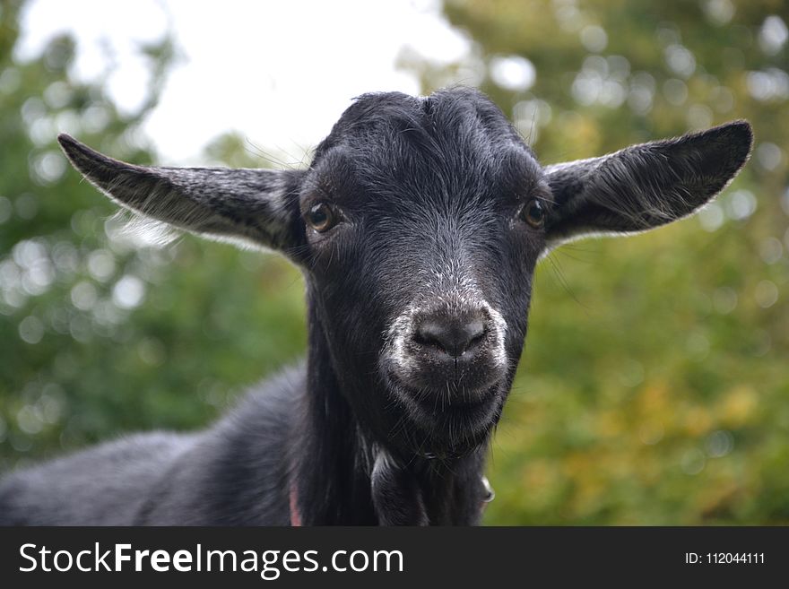 Goats, Goat, Cow Goat Family, Horn
