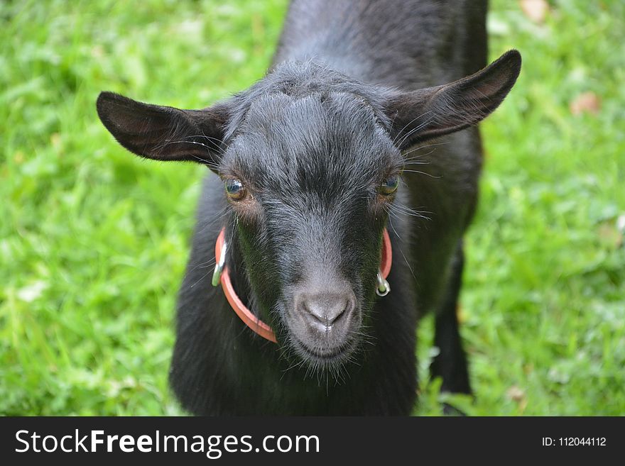 Goats, Goat, Grass, Fauna