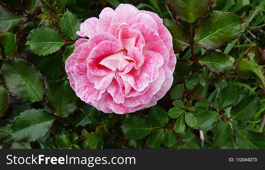 Flower, Rose, Rose Family, Plant