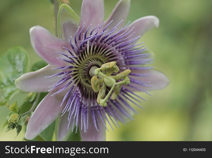 Flower, Passion Flower, Plant, Passion Flower Family