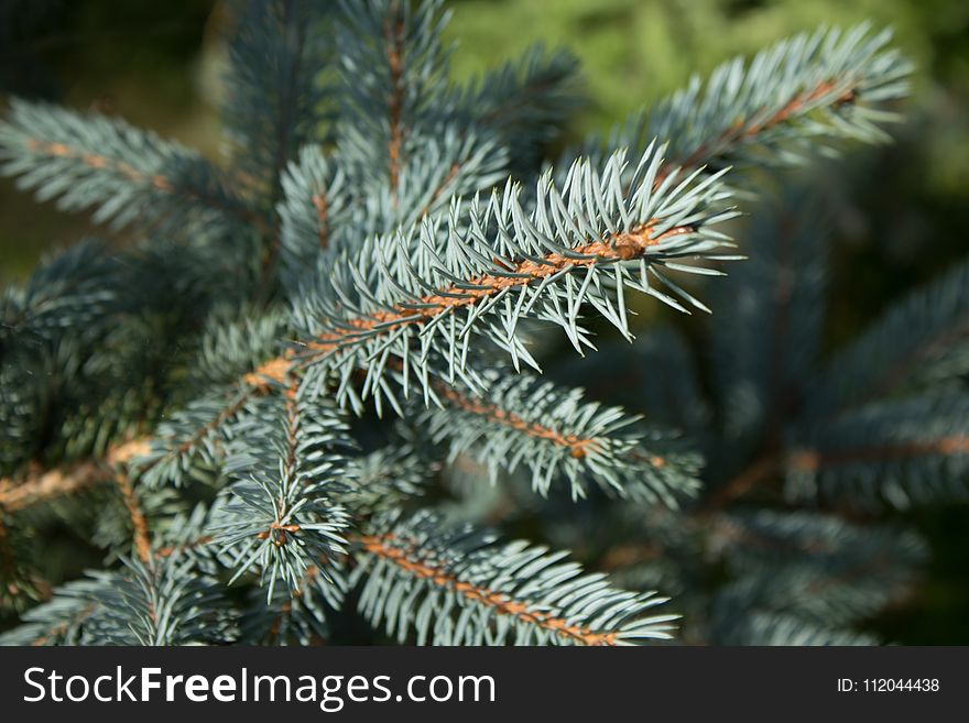 Spruce, Pine Family, Tree, Fir