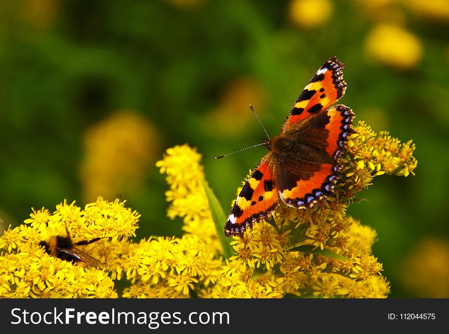 Butterfly, Insect, Moths And Butterflies, Nectar