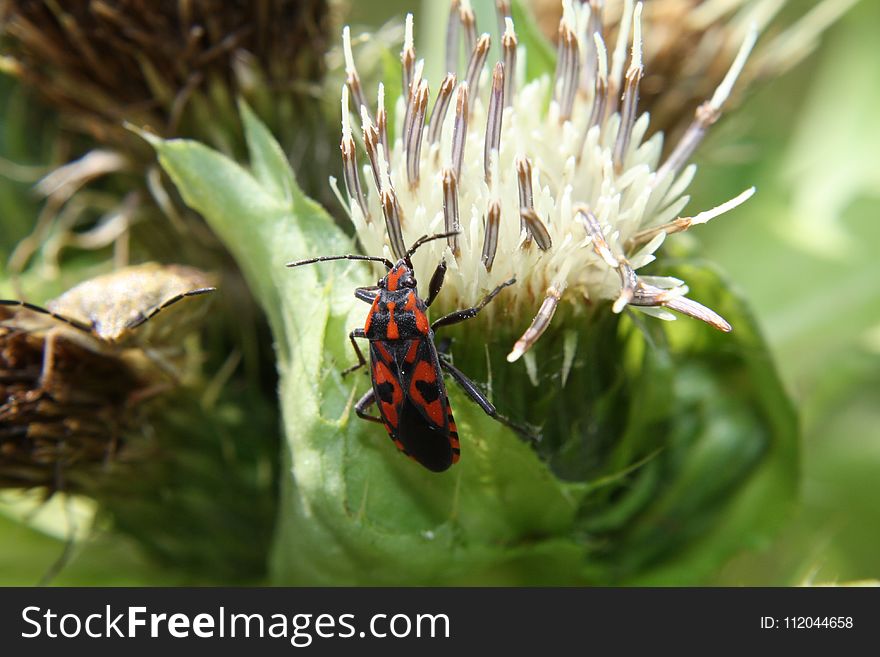 Insect, Invertebrate, Macro Photography, Organism