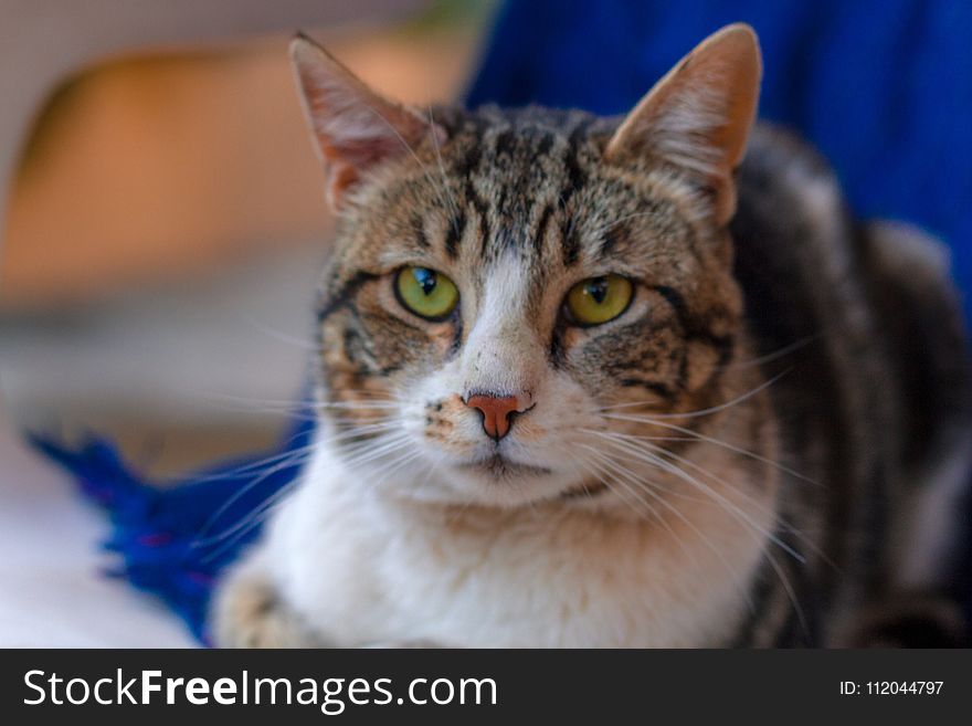 Cat, Whiskers, Fauna, Small To Medium Sized Cats