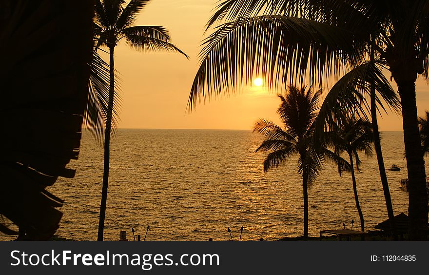 Sunset, Palm Tree, Arecales, Sunrise