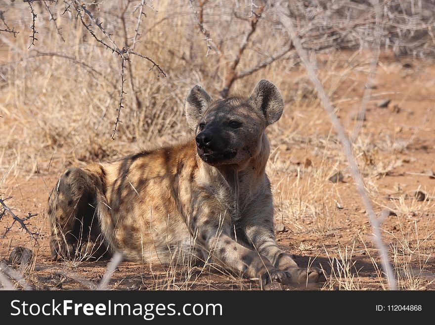 Hyena, Wildlife, Mammal, Lycaon Pictus