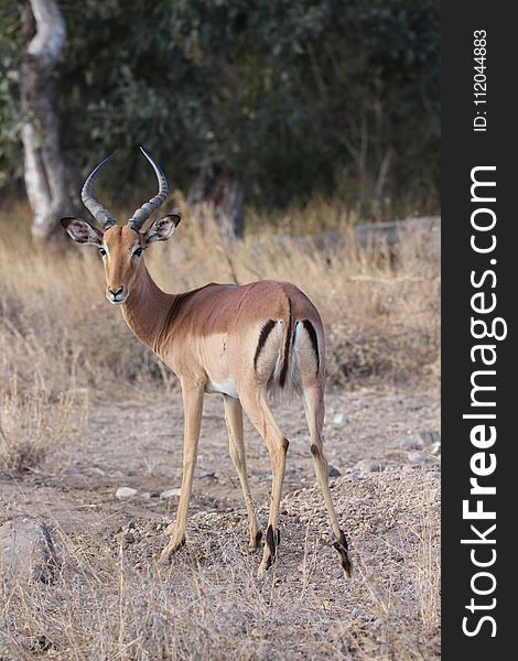 Wildlife, Terrestrial Animal, Springbok, Mammal