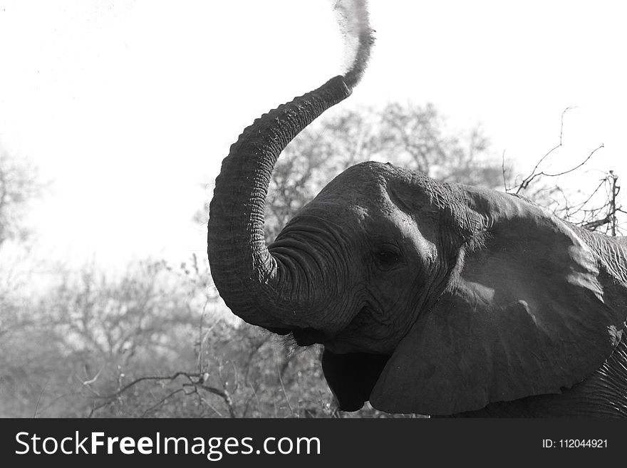 Elephants And Mammoths, Elephant, Black And White, Monochrome Photography