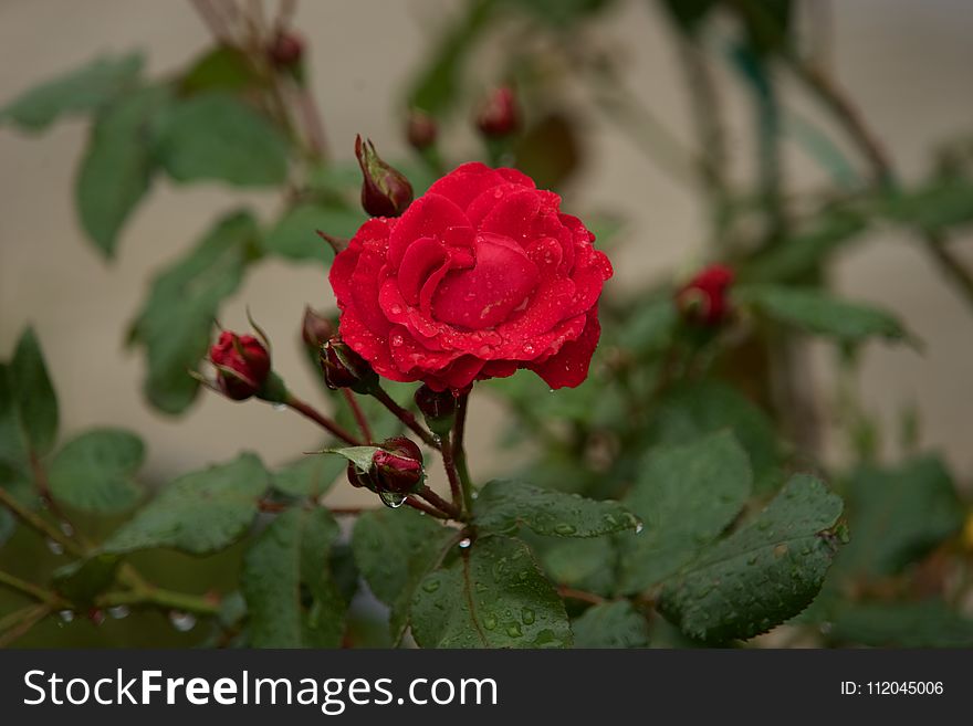 Flower, Rose Family, Rose, Flowering Plant