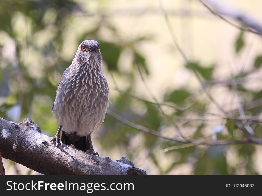 Bird, Fauna, Beak, Hawk