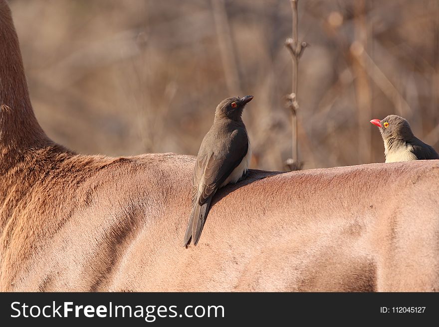 Fauna, Bird, Ecosystem, Beak