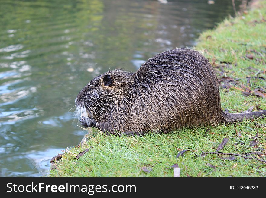 Beaver, Fauna, Mammal, Otter