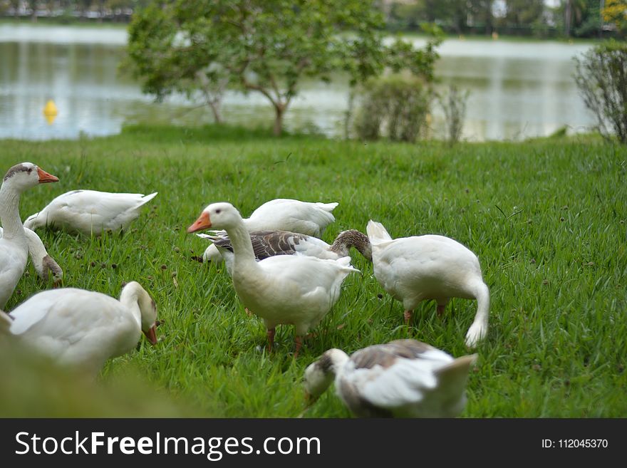 Duck, Water Bird, Bird, Ducks Geese And Swans