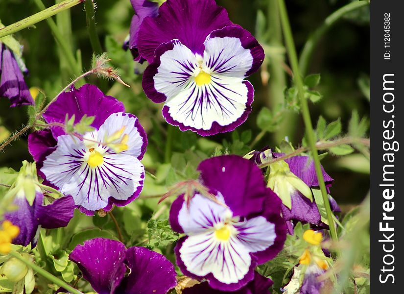 Flower, Plant, Flora, Purple