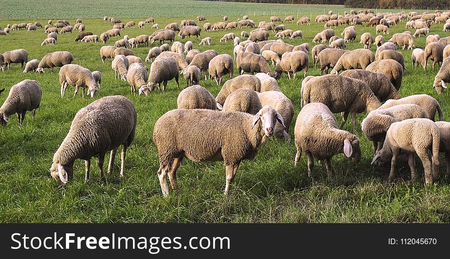 Herd, Grassland, Grazing, Pasture