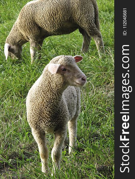 Sheep, Grazing, Grass, Pasture