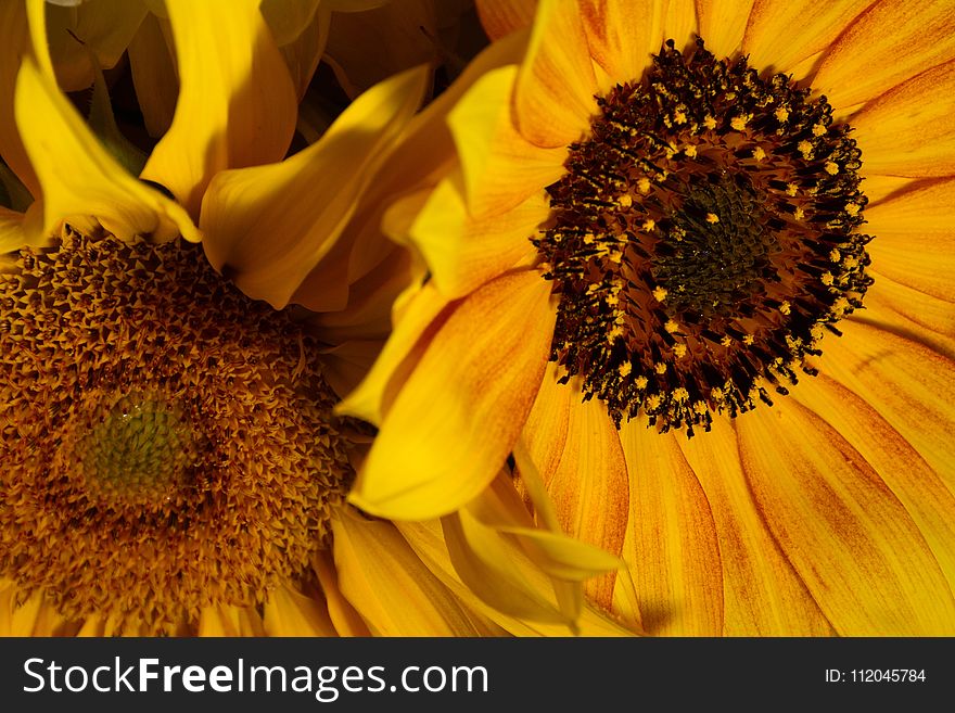 Flower, Sunflower, Yellow, Sunflower Seed