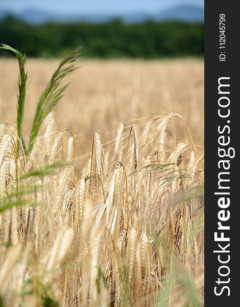 Crop, Food Grain, Rye, Wheat
