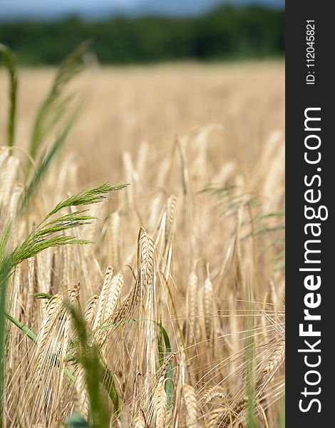 Food Grain, Wheat, Crop, Triticale