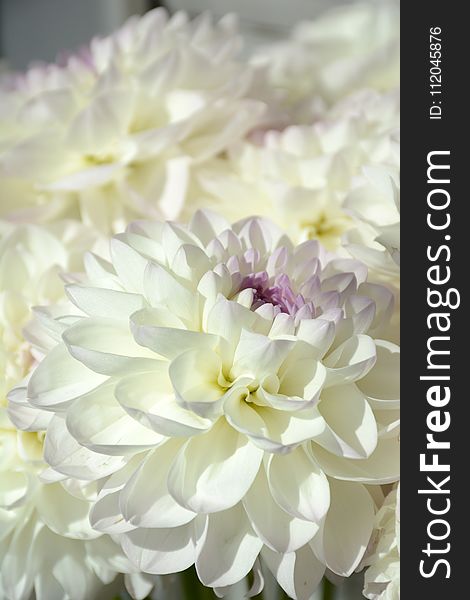 Flower, White, Flowering Plant, Floristry