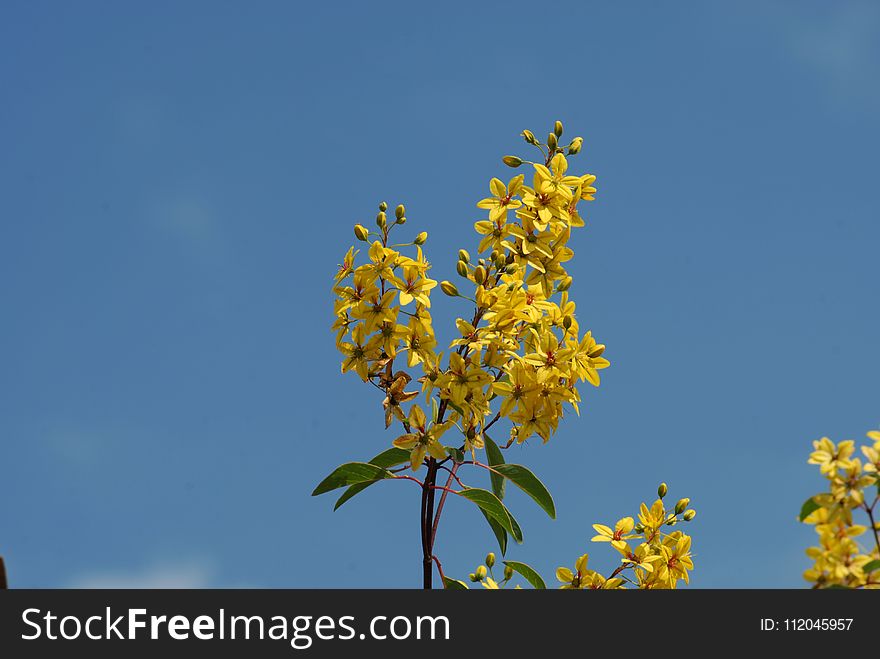 Sky, Yellow, Branch, Flora