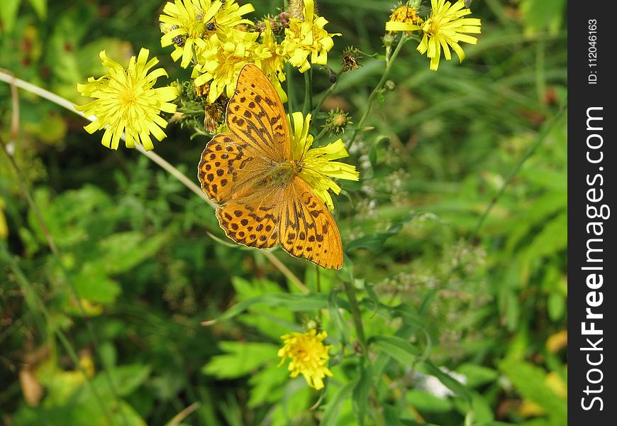 Flower, Butterfly, Moths And Butterflies, Brush Footed Butterfly