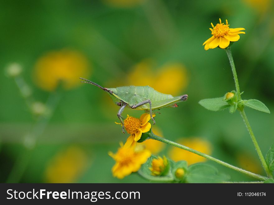 Insect, Flower, Yellow, Nectar