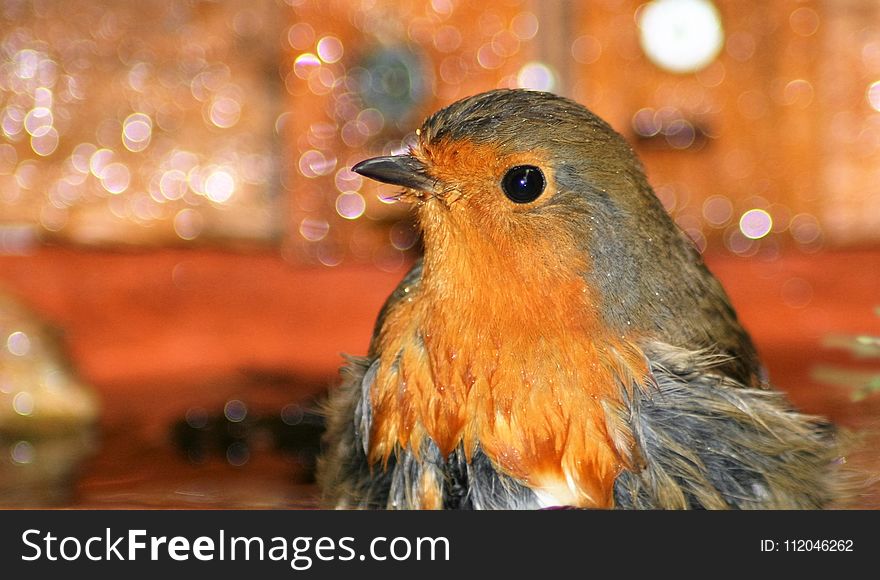 Bird, European Robin, Beak, Fauna