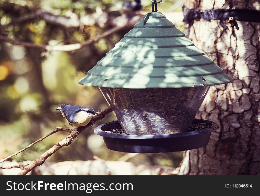 Bird Feeder, Bird Food, Bird, Tree