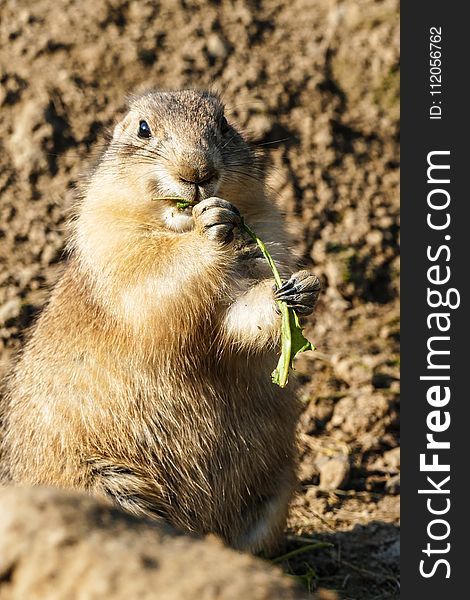 Prairie Dog, Mammal, Fauna, Squirrel