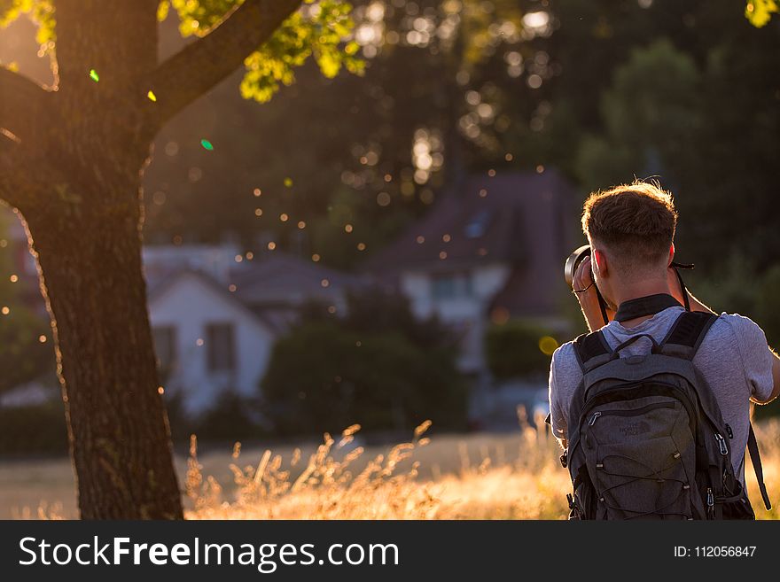 Photograph, Nature, Tree, Light