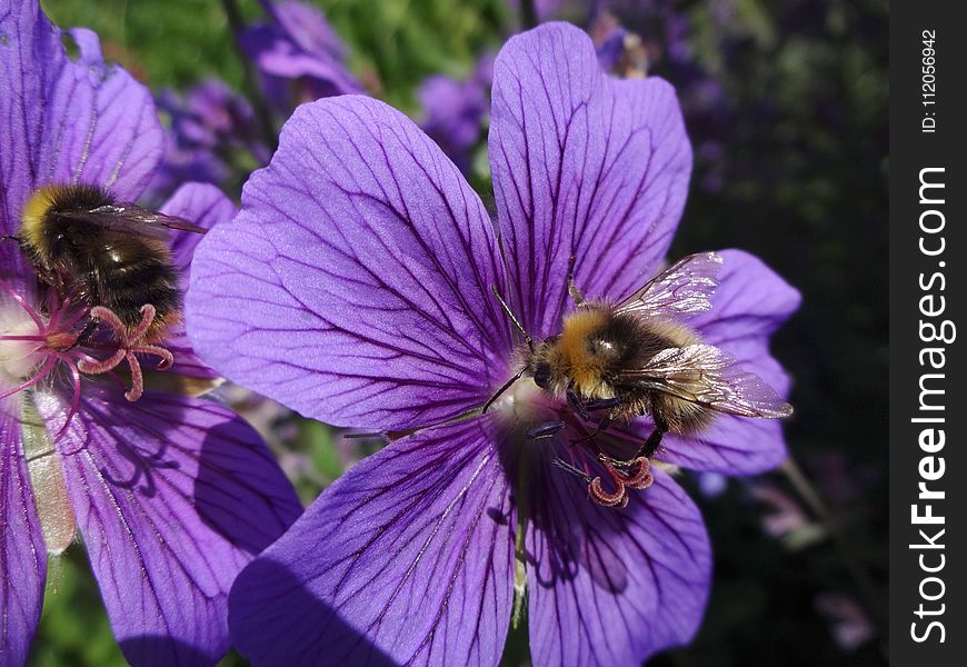 Flower, Bee, Honey Bee, Purple