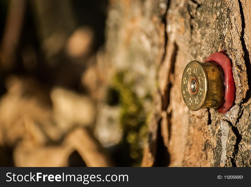 Close Up, Tree, Stock Photography