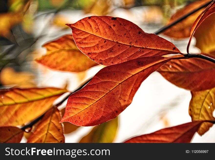 Leaf, Autumn, Deciduous, Computer Wallpaper