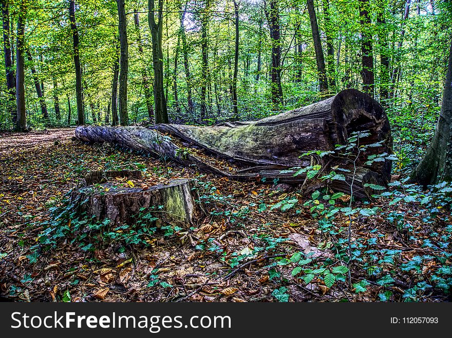 Woodland, Tree, Forest, Nature Reserve