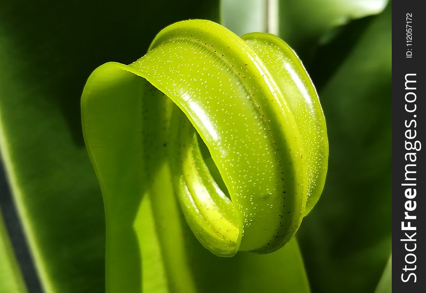 Flora, Close Up, Plant, Macro Photography