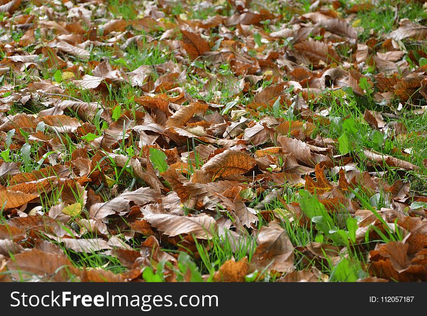 Leaf, Deciduous, Grass, Autumn