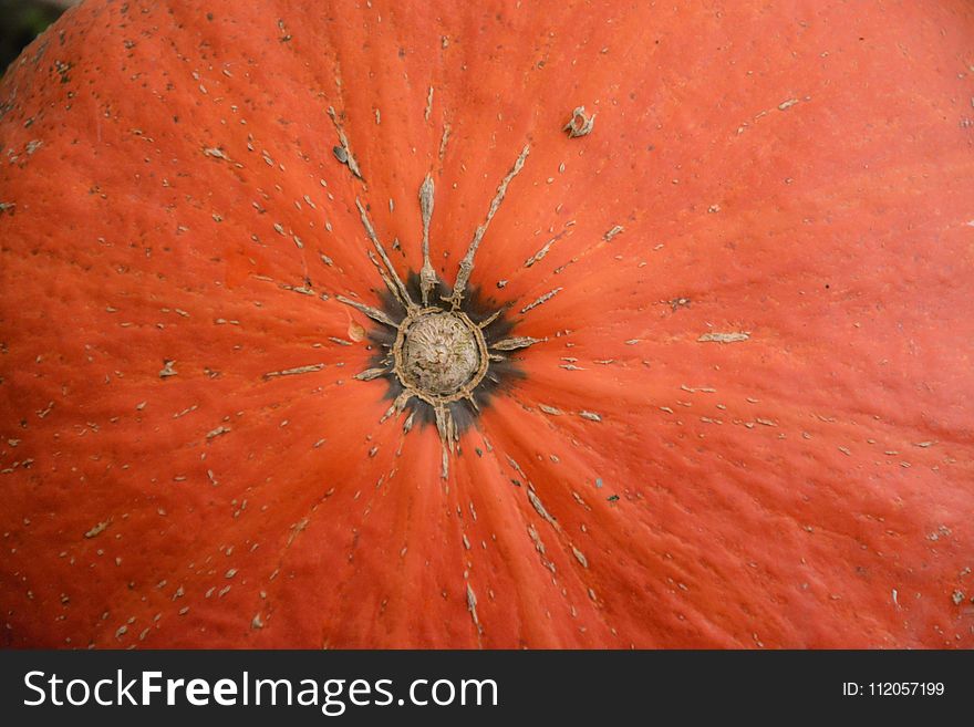 Flower, Orange, Close Up, Macro Photography