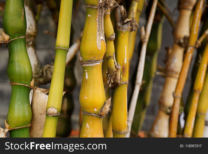 Bamboo, Banana, Plant Stem, Grass Family