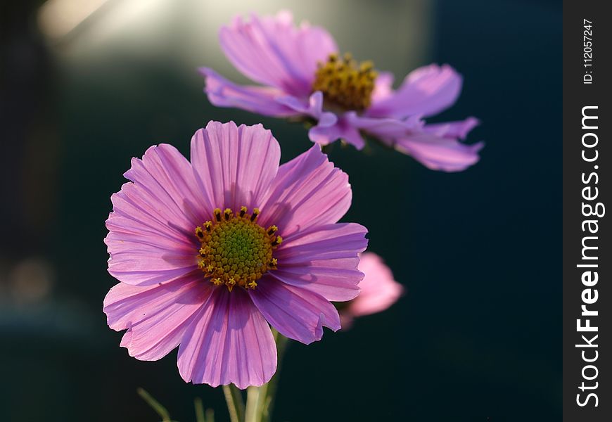 Flower, Flora, Purple, Garden Cosmos