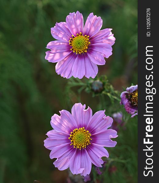 Flower, Aster, Purple, Garden Cosmos