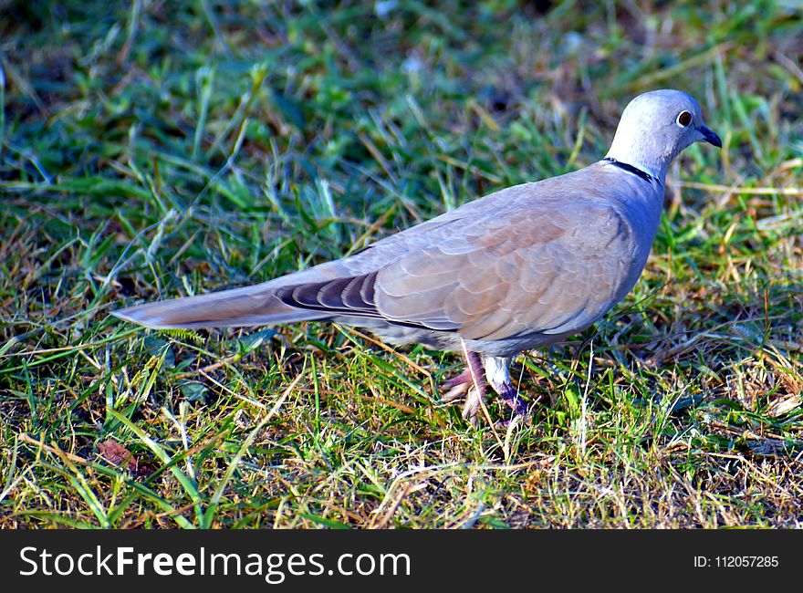 Bird, Pigeons And Doves, Fauna, Stock Dove