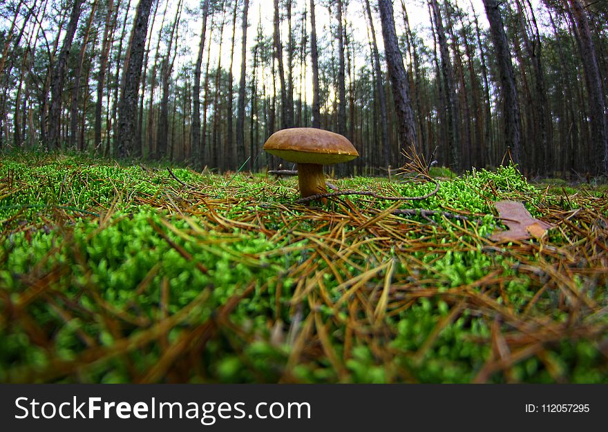 Ecosystem, Vegetation, Nature Reserve, Fungus