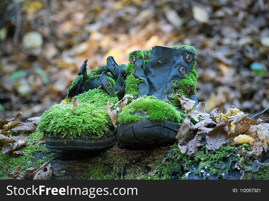 Amphibian, Non Vascular Land Plant, Moss, Grass